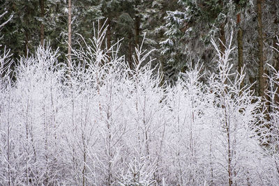 Snow covered trees in forest