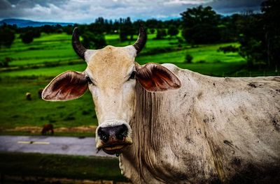 Portrait of cow on field