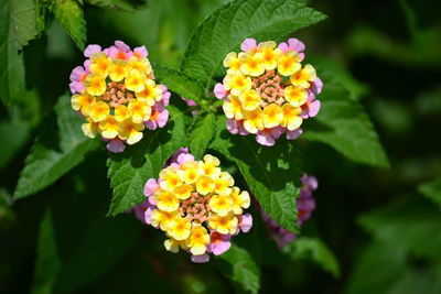 Close-up of yellow flowers blooming