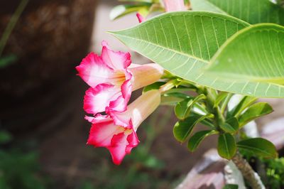 Close-up of pink rose flower