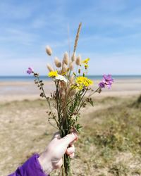 Close-up of hand holding purple flowering plant on field