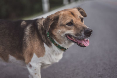 Portrait of dog looking away