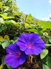 Close-up of blue flower