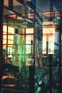 Potted plants on glass window