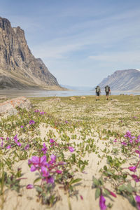 Scenic view of flowering plants on land against sky