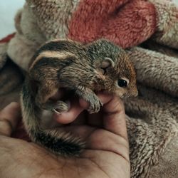 Cropped hand holding squirrel