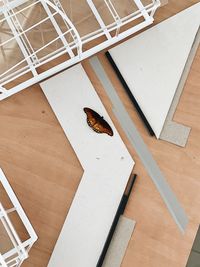 High angle view of cat on floor