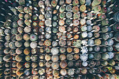 Full frame shot of various potted cactuses arranged in greenhouse