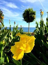 Close-up of yellow flowering plant against sky