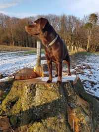 Dog standing by lake against sky