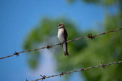 Bird perching on barbed wire