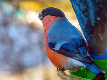 bird