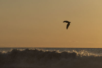 Bird flying over sea against sky during sunset