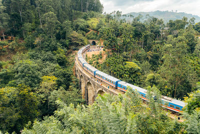 High angle view of trees in forest
