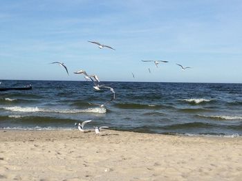 Seagulls flying over beach against sky