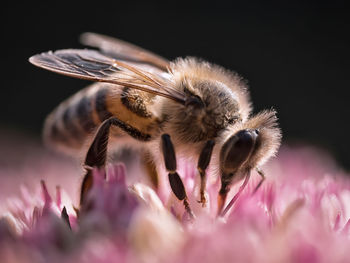 Close-up of bee on flower against black background