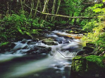 Stream flowing through forest