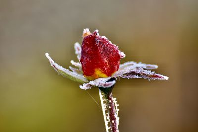 Close-up of frozen rose