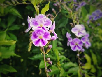 Close-up of purple flowers blooming outdoors