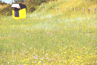 Scenic view of grassy field