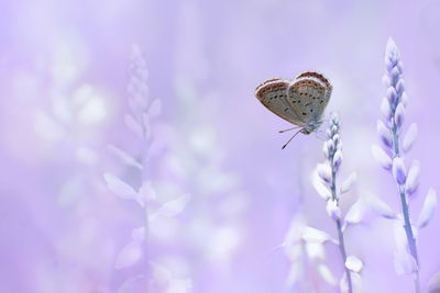 Close-up of butterfly perching on flower