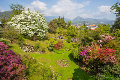 Flowering plants in garden against sky