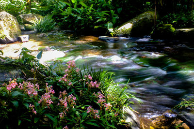 Scenic view of waterfall in forest