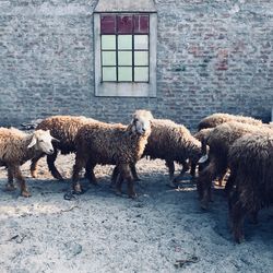 Sheep on window