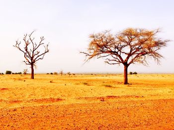 Bare trees on field against clear sky