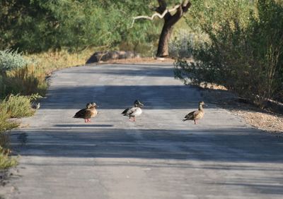 Ducks on a road
