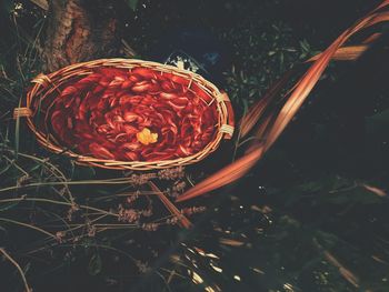 High angle view of red berries on field