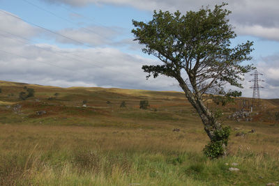 Tree on field against sky