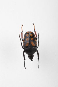 Close-up of insect on white background