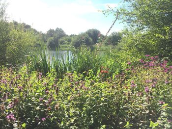 View of flowering plants