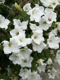 Close-up of white flowers blooming outdoors