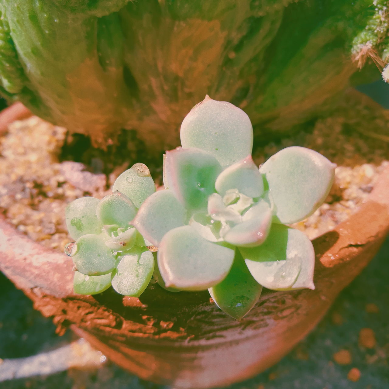 CLOSE-UP OF SUCCULENT PLANT IN WATER ON ROCK