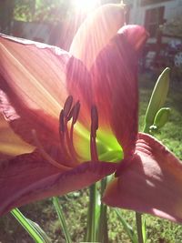 Close-up of flower