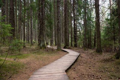 Ecological footpath in national park through old coniferous spruce forest, natural trail.