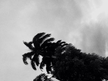 Low angle view of palm trees against sky