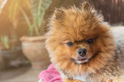 Close-up portrait of dog