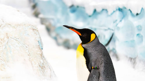 Close-up of penguin