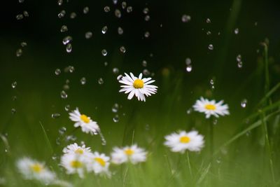 Close-up of white daisy blooming outdoors