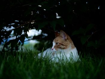 Animal on grassy field