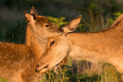 Close-up of red deer family