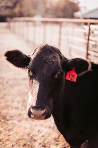 Close-up of a cow