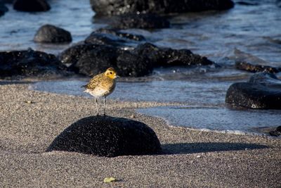 Close-up of bird on rock by water