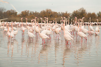 Flamingos in the camarque in southern france, wildlife provence