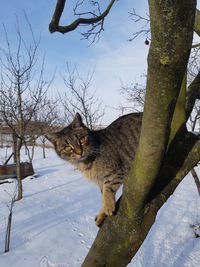 Cat on snow covered tree