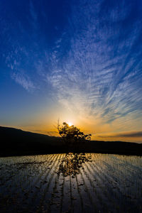 Silhouette plants on landscape against sky during sunset