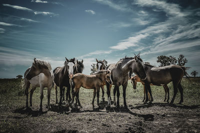 Horses in a field